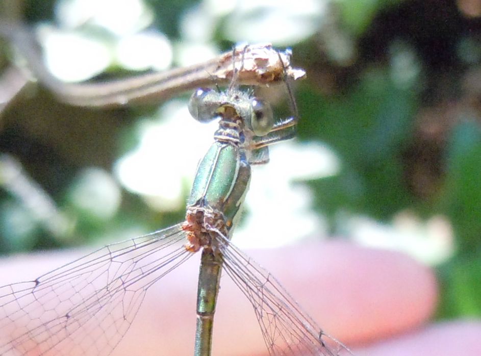 Chalcolestes parvidens:  m. (sicuro) & f. (forse)