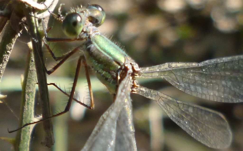 Chalcolestes cfr. viridis