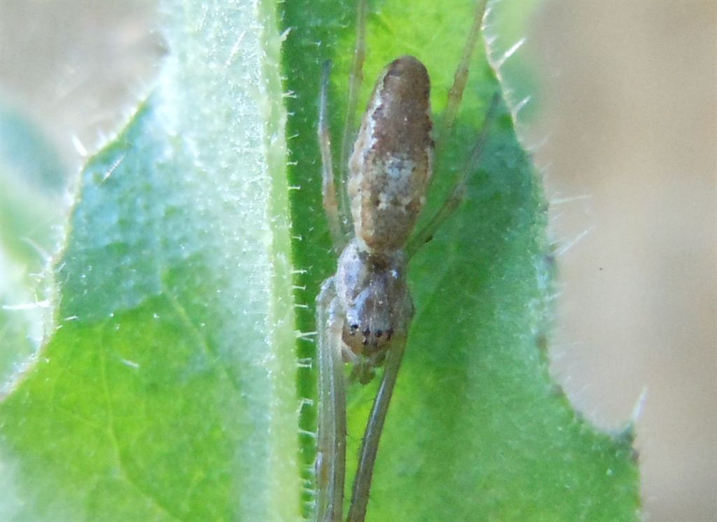 Tetragnatha sp.  - Agnano (NA)