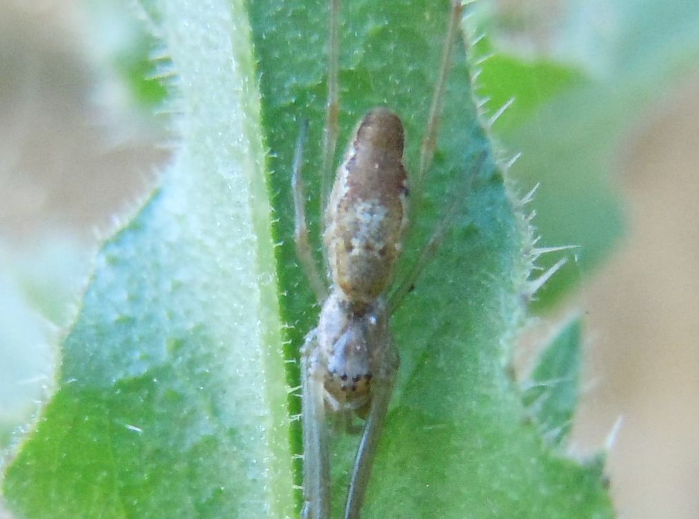 Tetragnatha sp.  - Agnano (NA)