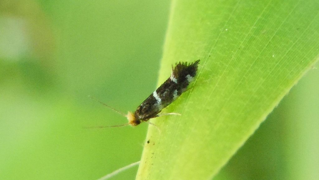 Eudarcia sp. (Meessiidae)