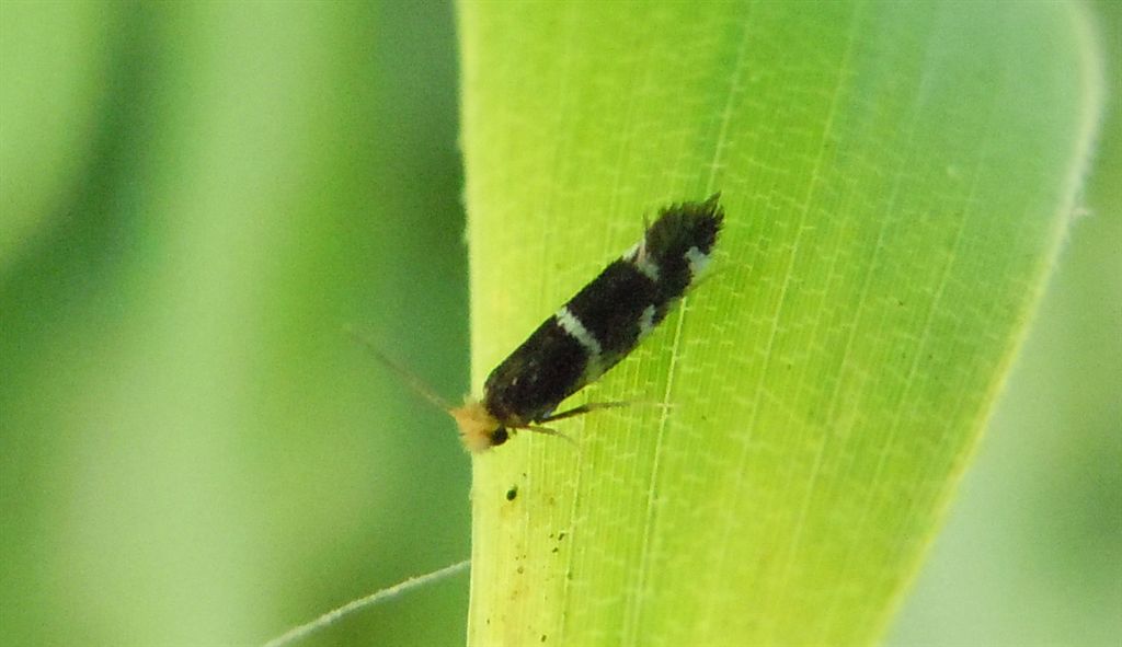 Eudarcia sp. (Meessiidae)