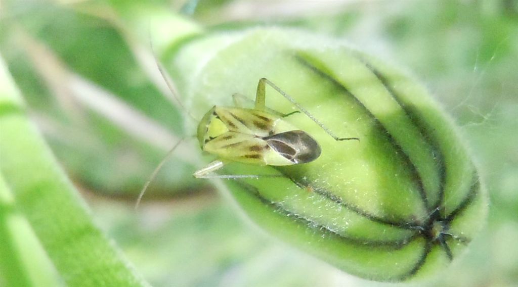 Miridae: Closterotomus norwegicus vittiger della Campania