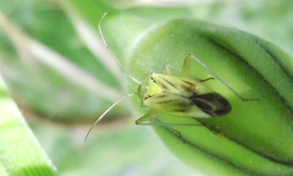 Miridae: Closterotomus norwegicus vittiger della Campania