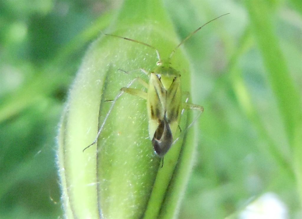 Miridae: Closterotomus norwegicus vittiger della Campania