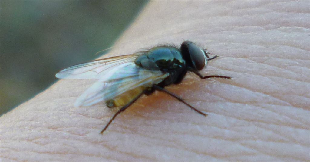 Mosca fastidiosa: Musca osiris/vitripennis