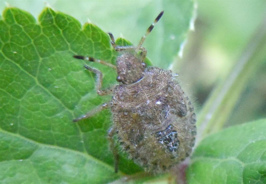 Neanide pelosa di Dolycoris baccarum