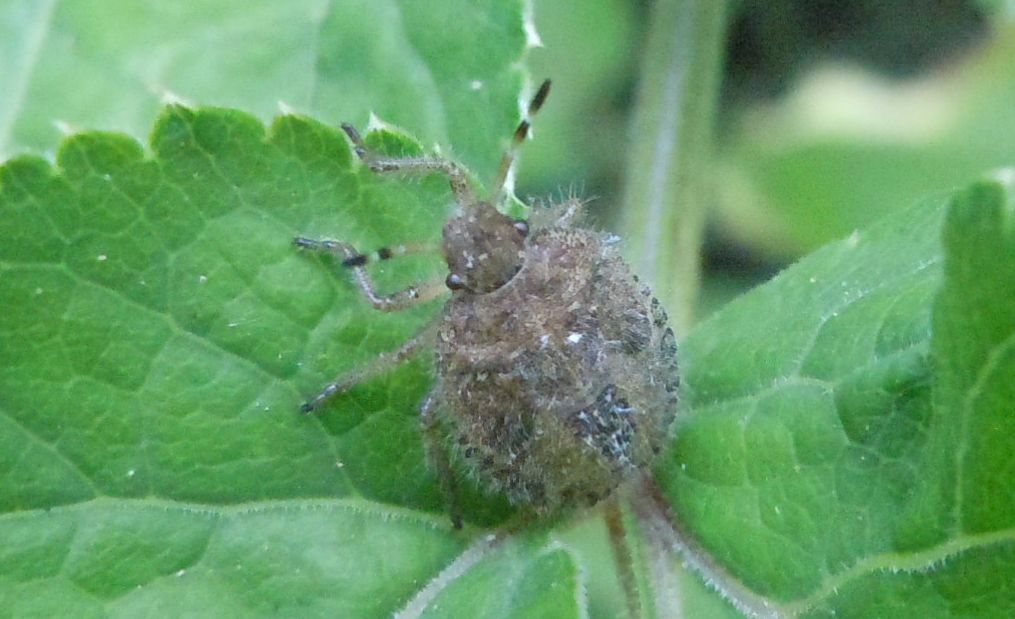 Neanide pelosa di Dolycoris baccarum