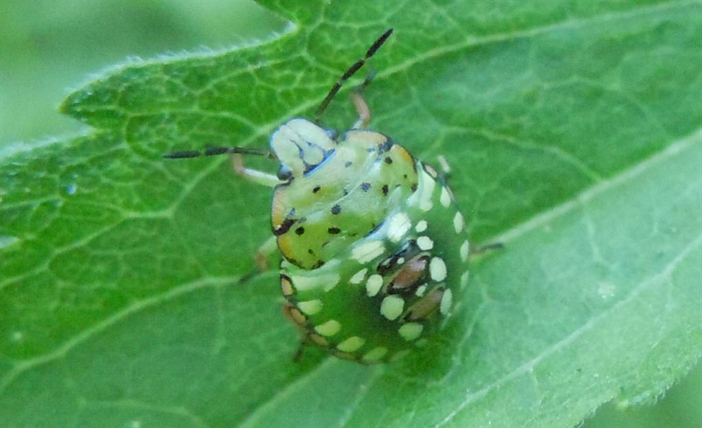 Neanidi di Nezara viridula?