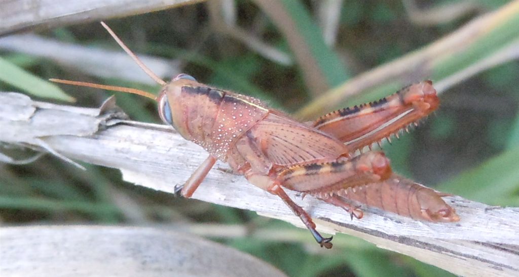 Ninfa di Anacridium aegyptium