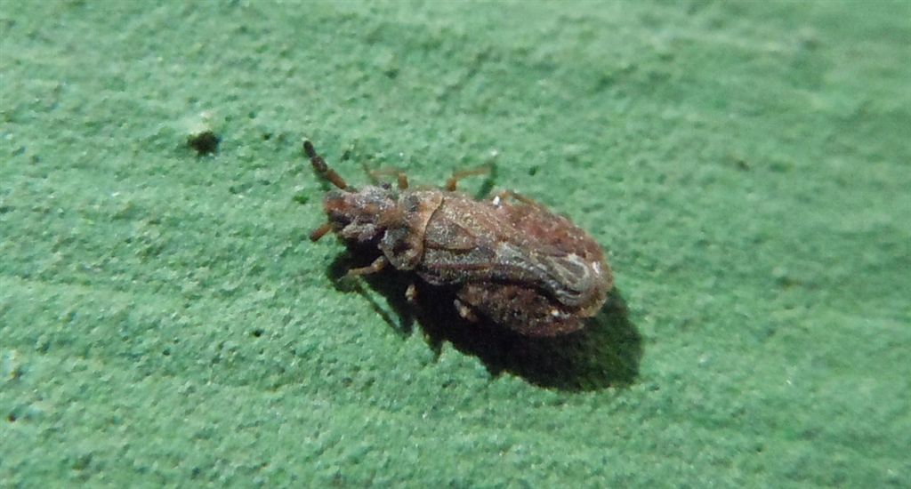 Aradus cinnamomeus? S