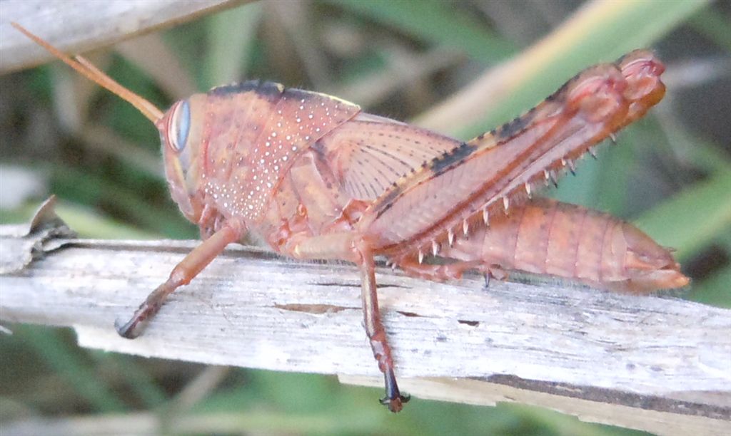 Ninfa di Anacridium aegyptium