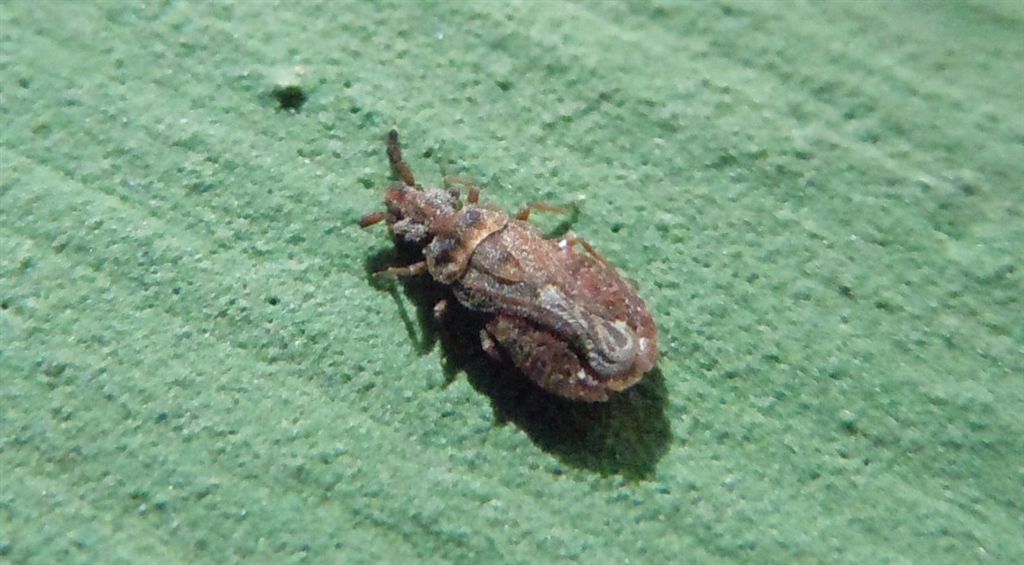 Aradus cinnamomeus? S