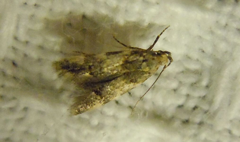 Falena da identificare2 - cf. Teleiodes luculella