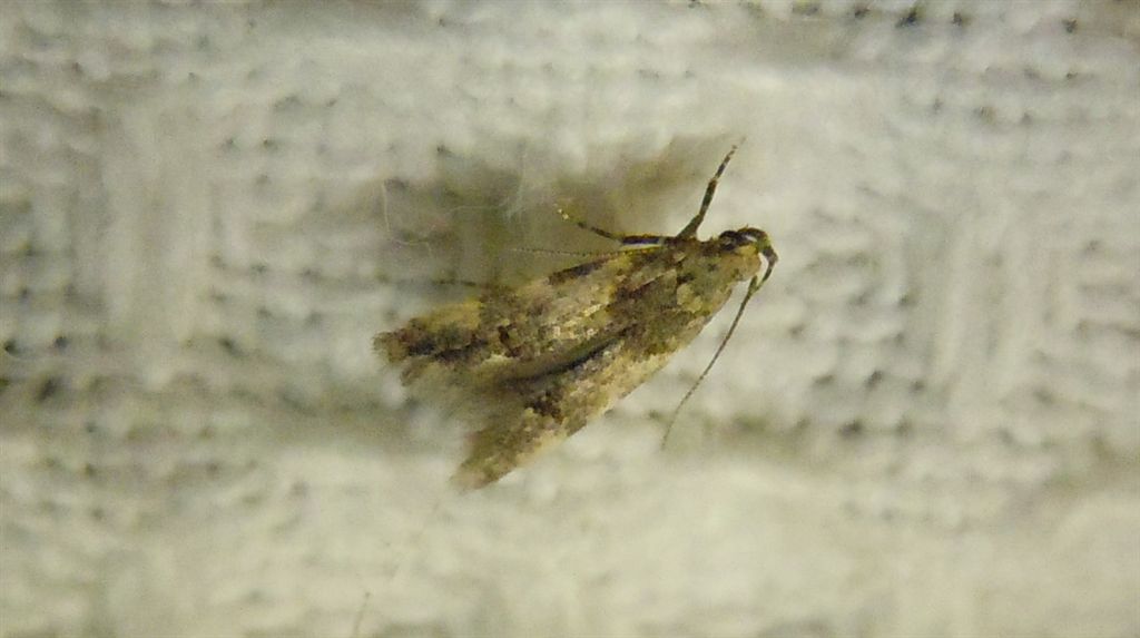 Falena da identificare2 - cf. Teleiodes luculella