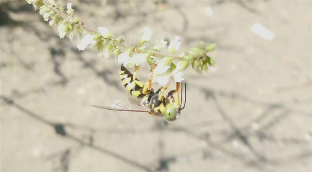 Occhioni verdi (Bembix sp.)