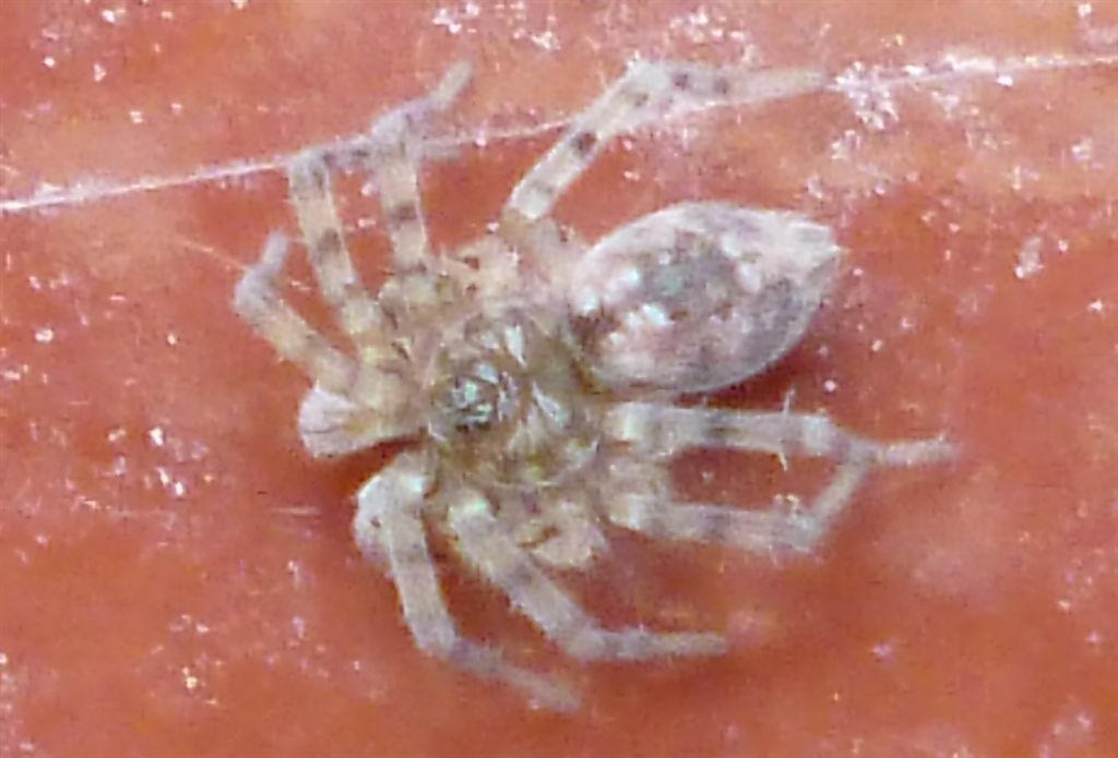 Oecobius sp. - Agnano (NA)