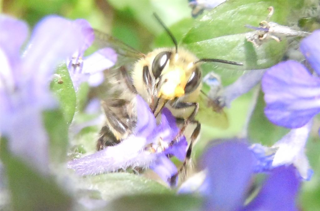 Osmia? No. Anthophora plumipes