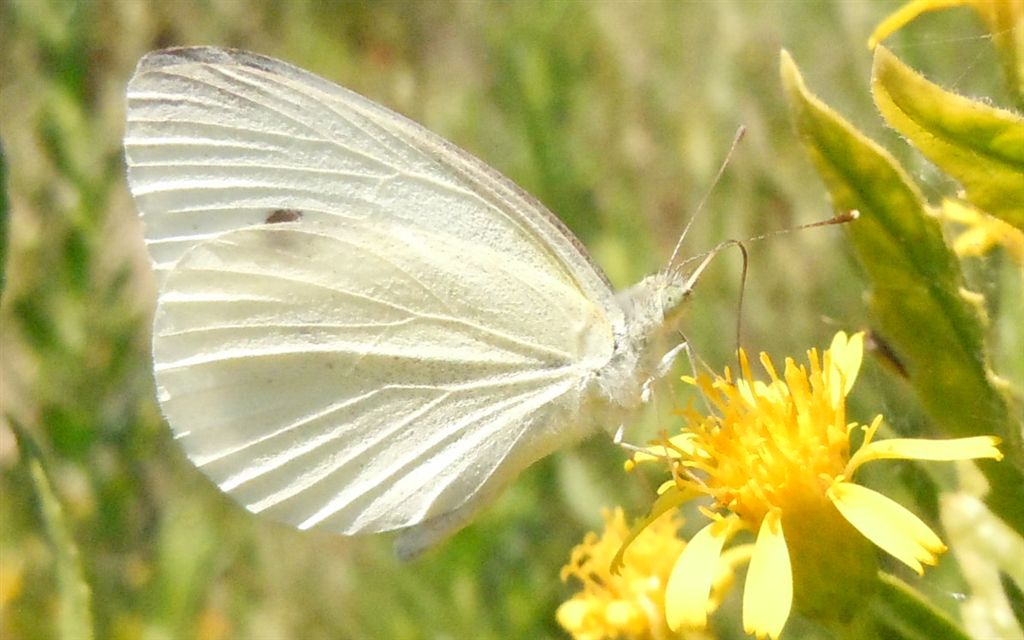 Pieris vissuta