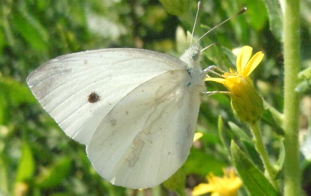 Pieris vissuta