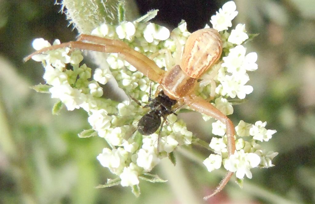 Thomisidae (Runcinia grammica) con preda