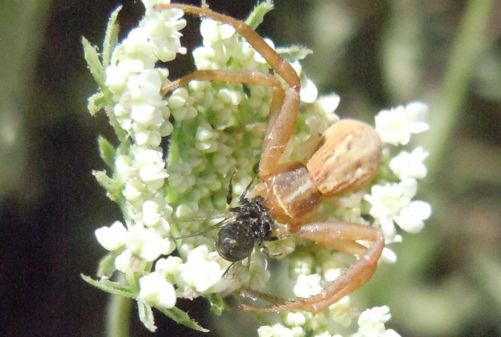 Thomisidae (Runcinia grammica) con preda