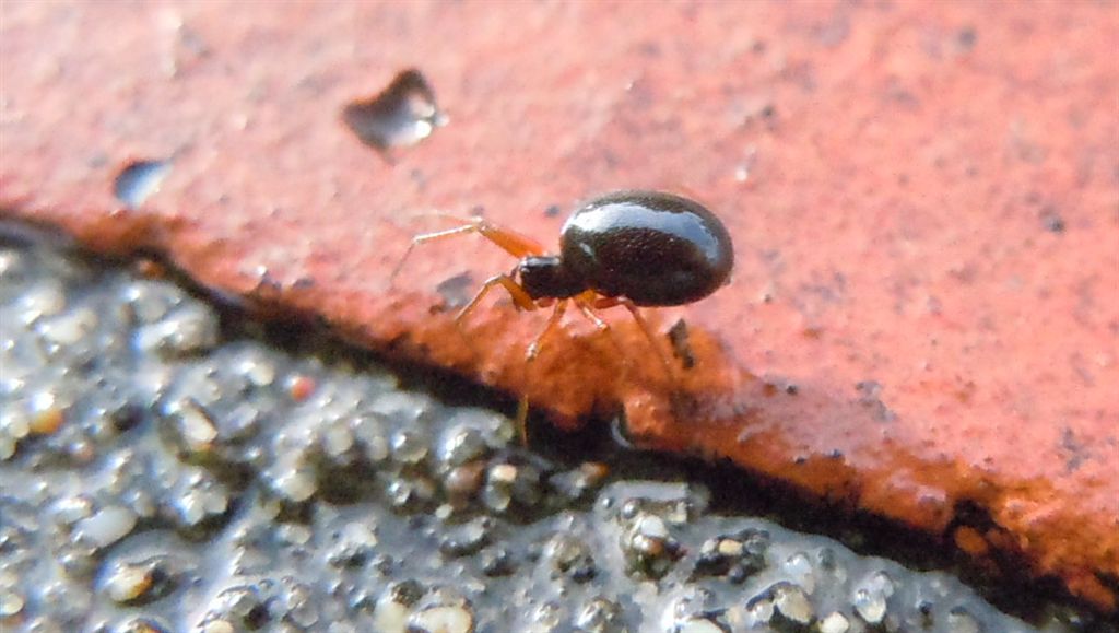 Piccolo Linyphiidae - Agnano (NA)