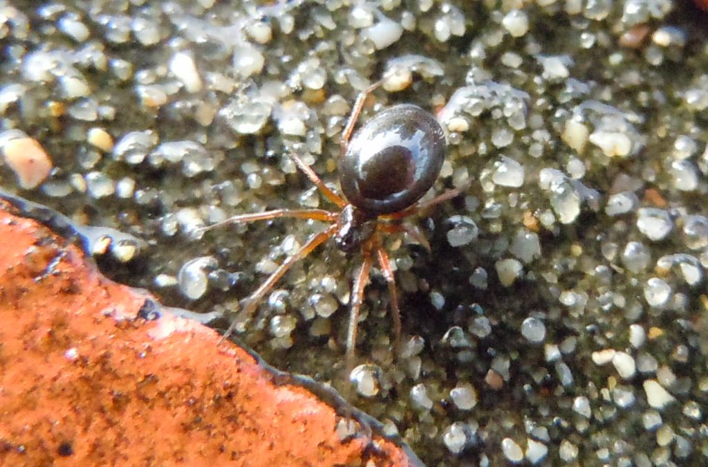 Piccolo Linyphiidae - Agnano (NA)