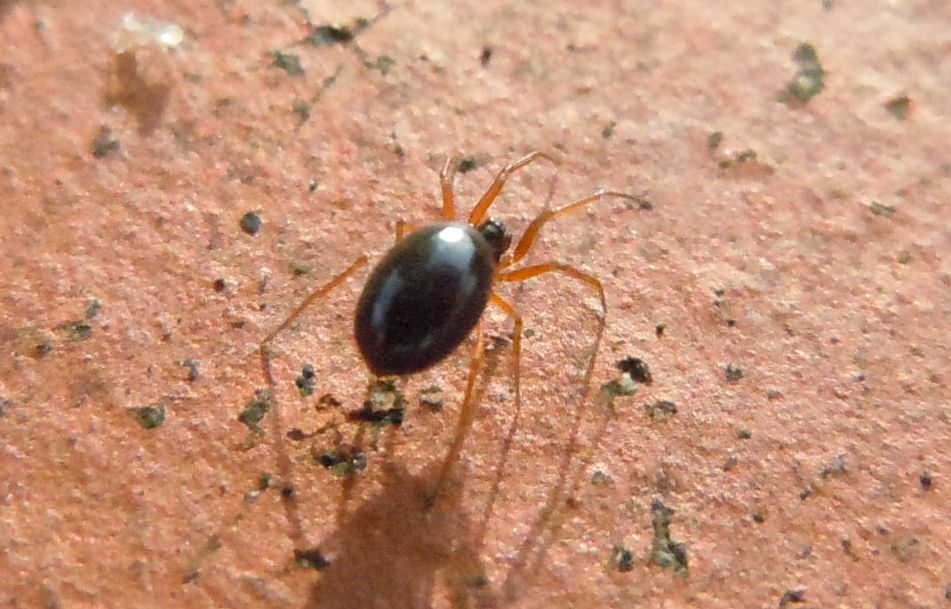 Piccolo Linyphiidae - Agnano (NA)