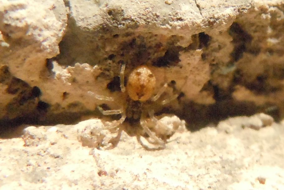 Oecobius sp. - Agnano (NA)