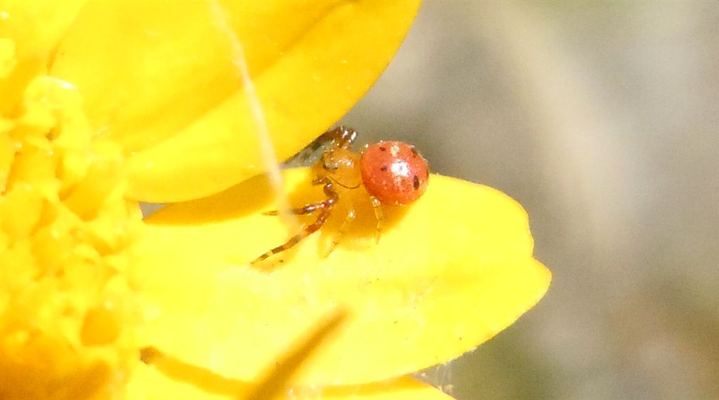 Synema globosum - Agnano (NA)