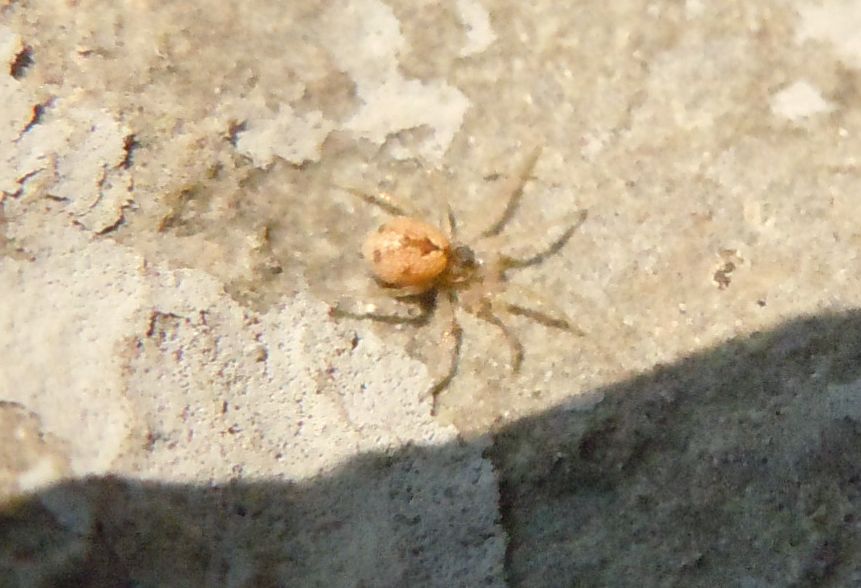 Oecobius sp. - Agnano (NA)