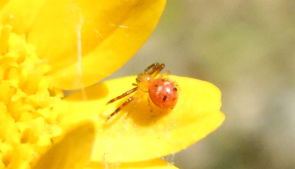 Synema globosum - Agnano (NA)