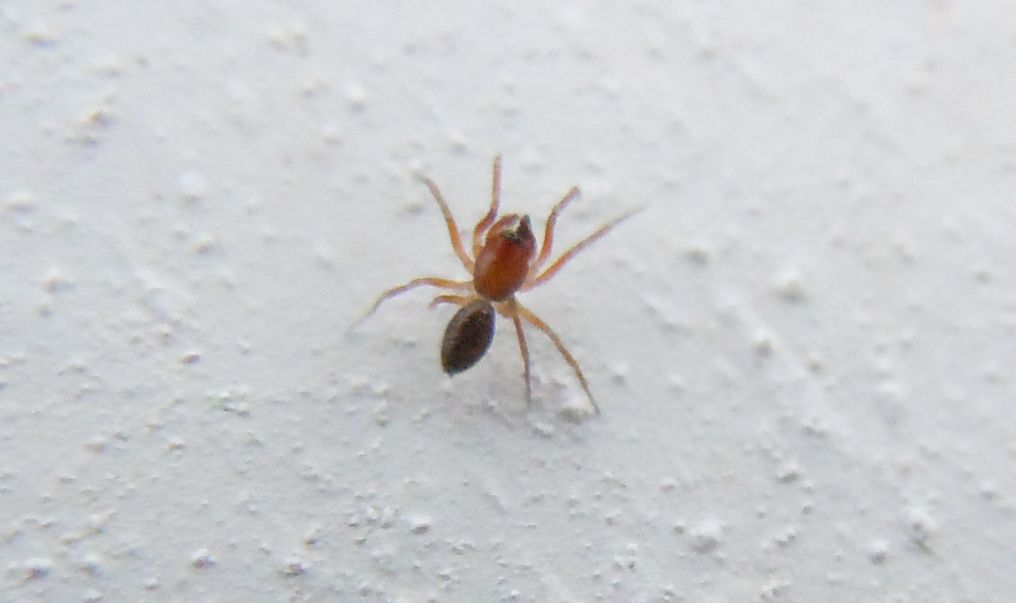 Linyphiidae - Agnano (NA)