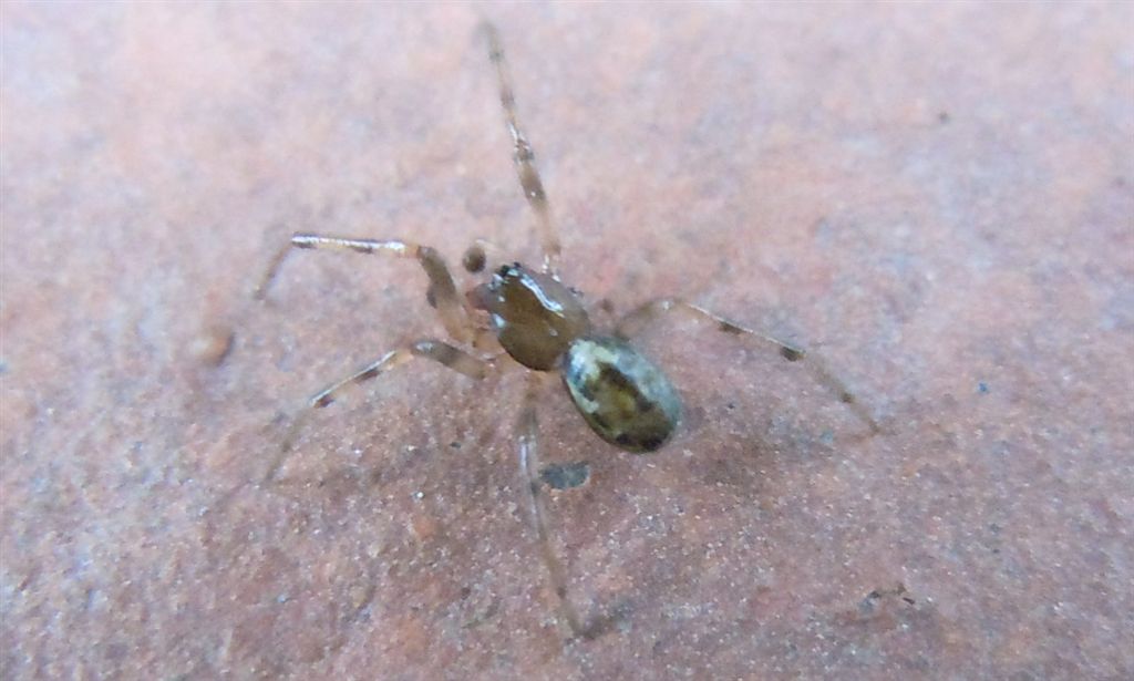 maschio di Enoplognatha mandibularis - Agnano (NA)