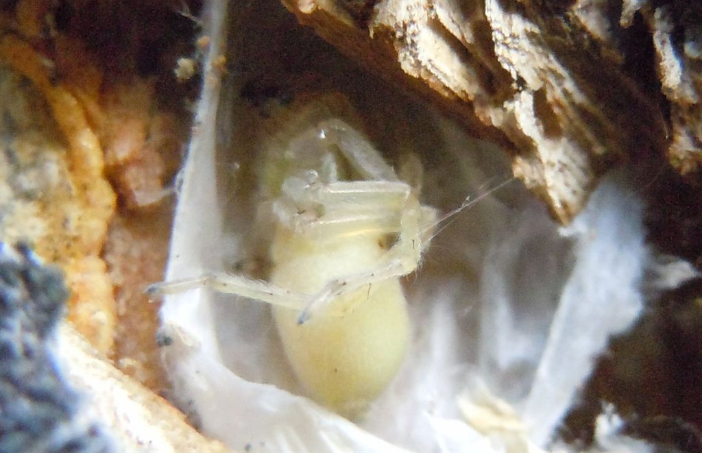 Cheiracanthium mildei - Lago d''Averno (NA)