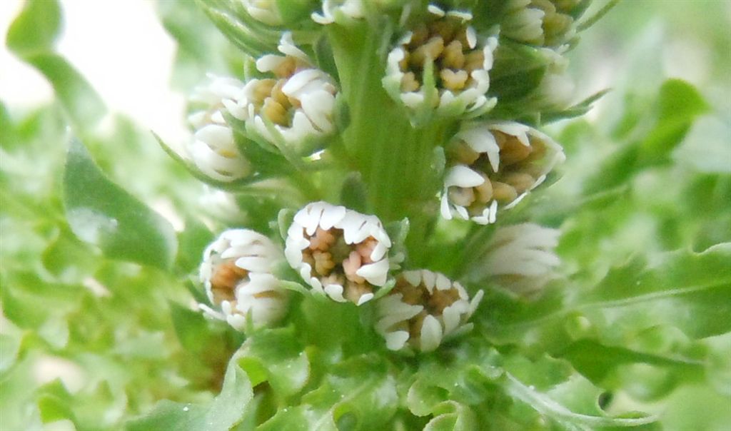 Reseda alba