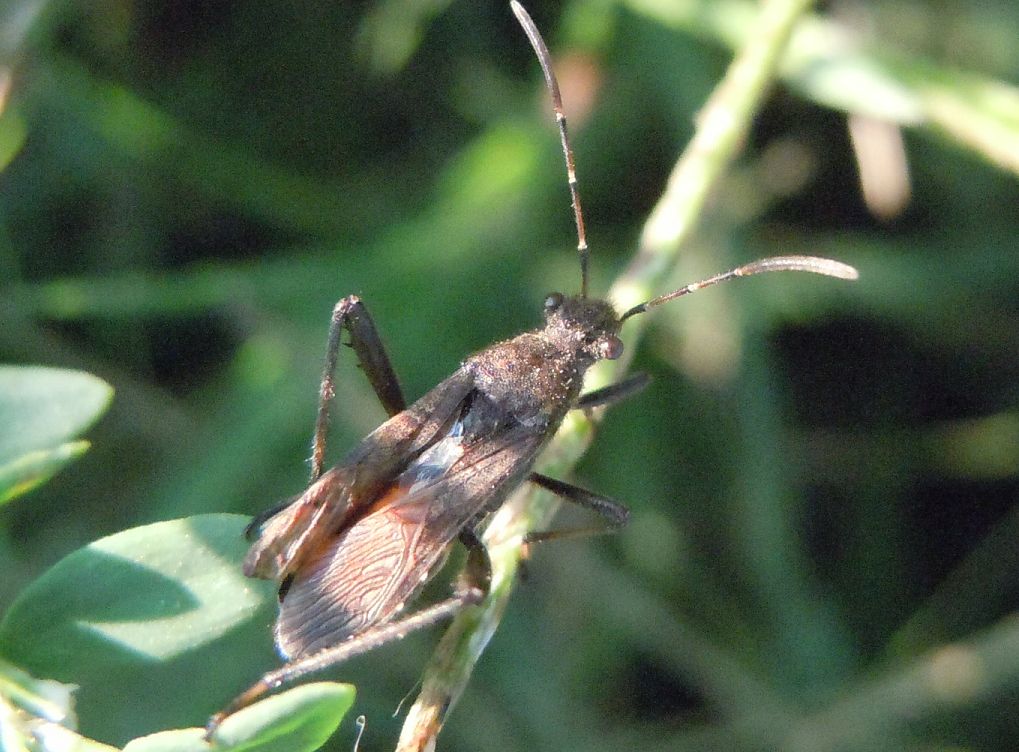 Alydidae: Alydus calcaratus della Campania (NA)