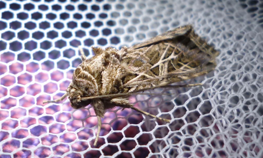 Bruco da id. - Spodoptera littoralis (ciclo completo)