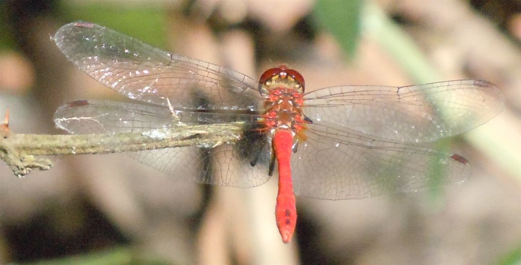 Sympetrum?