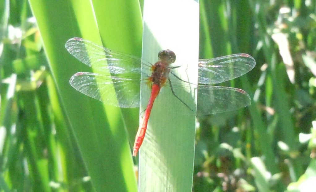 Sympetrum?