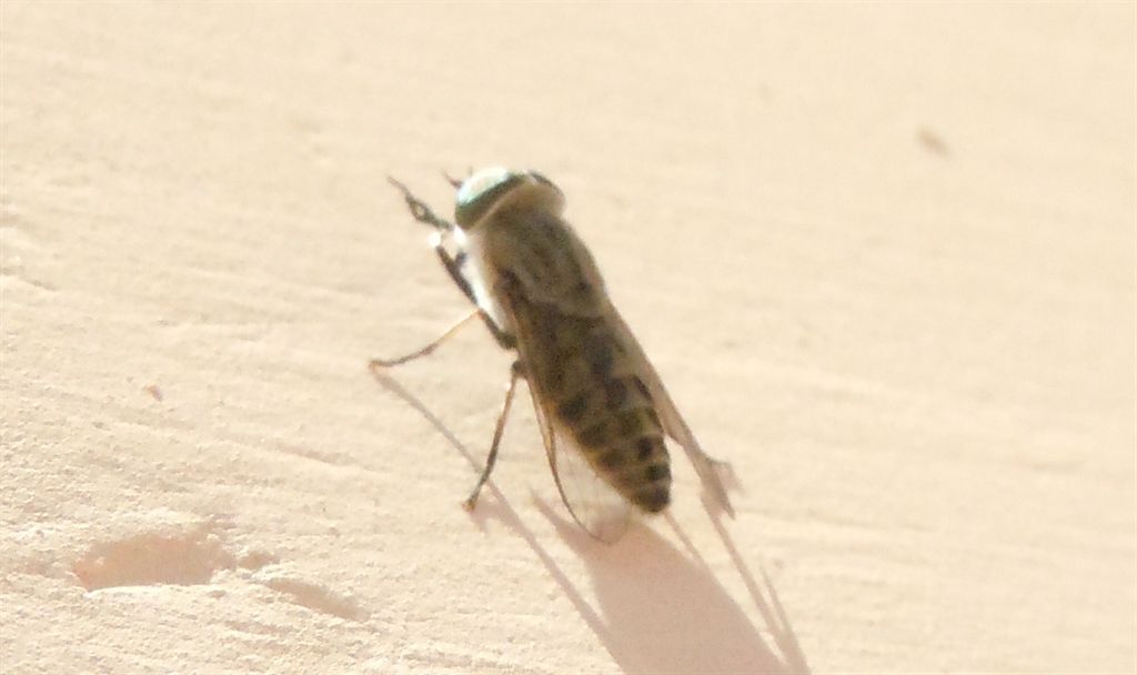 Tabanidae?