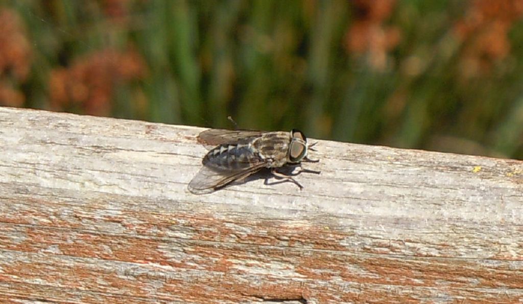 Tabanidae