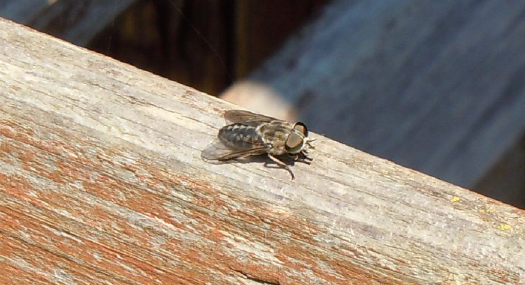 Tabanidae