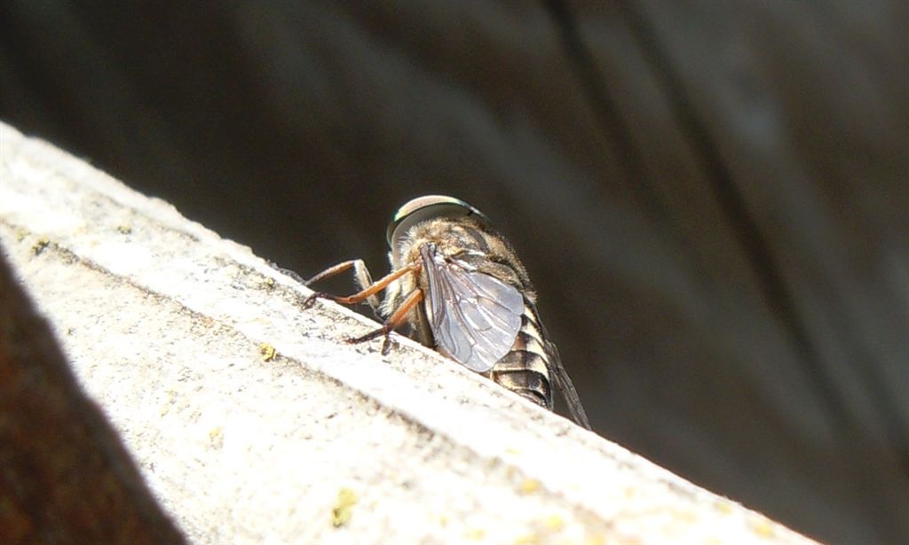 Tabanidae