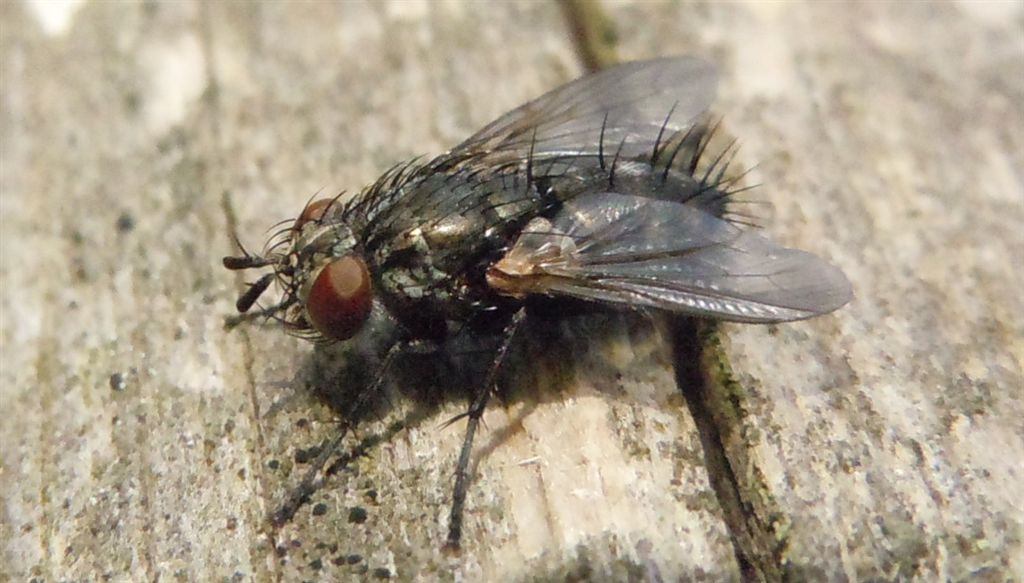 Voria ruralis (Tachinidae)