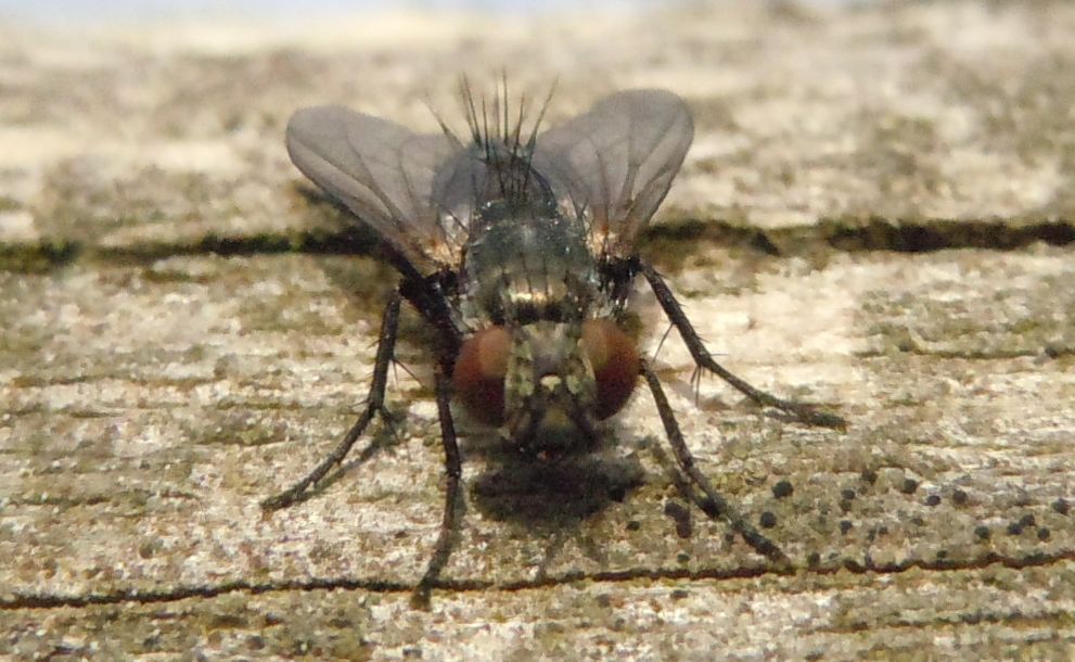 Voria ruralis (Tachinidae)