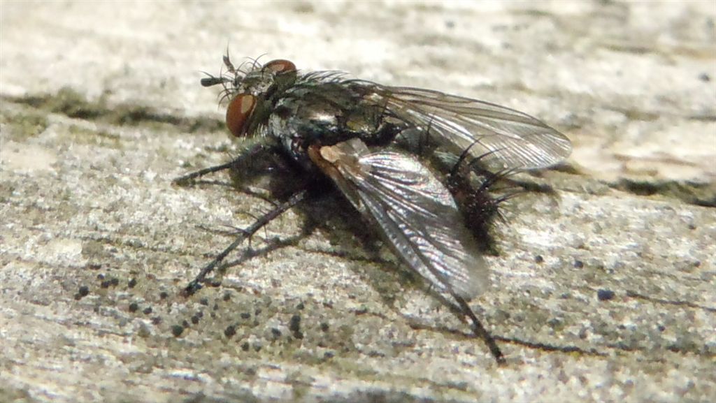 Voria ruralis (Tachinidae)