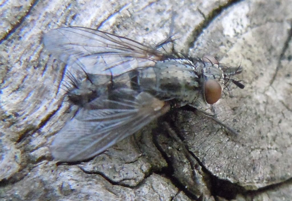 Voria ruralis (Tachinidae)