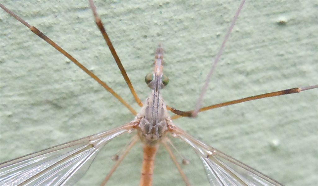 Tipula?